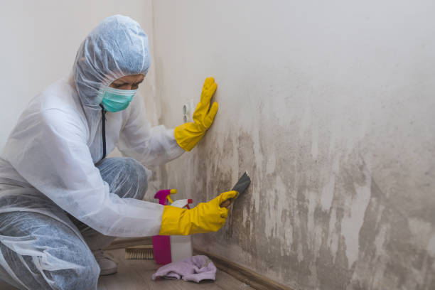 Best Black Mold Removal  in Bainbridge, GA