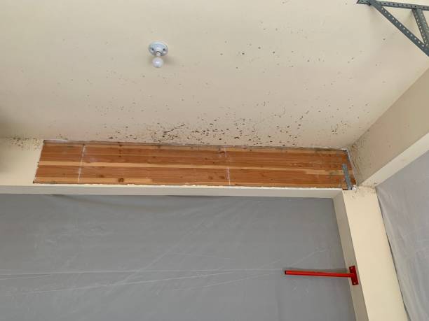 Best Basement Mold Removal  in Bainbridge, GA