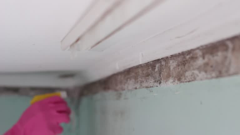 Best Environmental Consulting for Mold Prevention  in Bainbridge, GA