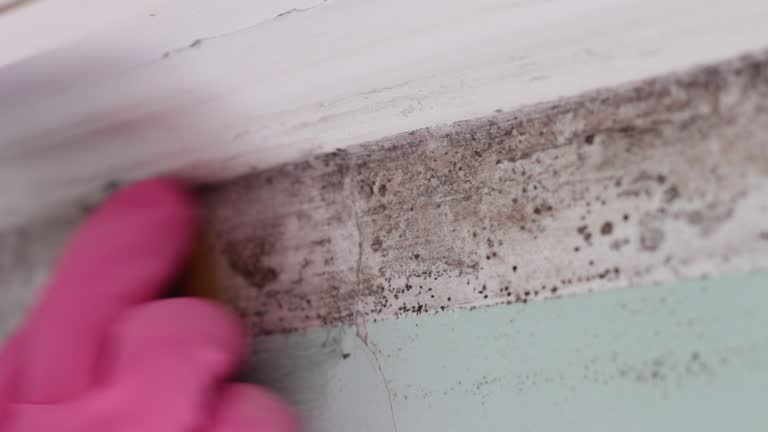 Mold Documentation for Insurance Claims in Bainbridge, GA